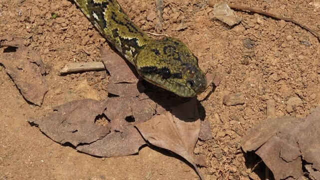 Green-brown sanzinia madagascariensis snake winding across dry forest floor, moving between scattered leaves