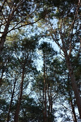 Looking up through a dense canopy of tall pine trees under a bright sky, this tranquil forest scene captures the beauty of nature’s height and texture. Perfect for eco, travel, or background concepts.