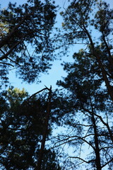 Upward view of tall pine trees with needle-covered branches silhouetted against a clear blue sky. A tranquil forest canopy scene ideal for backgrounds, nature themes, or peaceful atmosphere visuals.