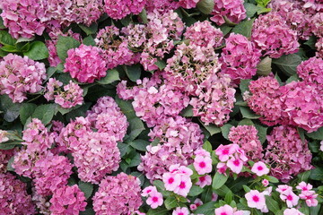 Vibrant cluster of pink hydrangeas and periwinkles blooming in lush green foliage. A colorful, floral composition perfect for garden, spring, romance, or botanical-themed design projects.