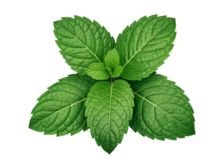 Fresh mint leaves, vibrant green, detailed texture, symmetrical arrangement, culinary herb, aromatic plant,  PNG file isolated on transparent background, cut out, clipping path
