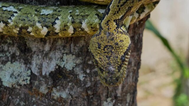 Sanzinia madagascariensis snake gracefully sliding down tree bark in slow-motion tropical forest environment