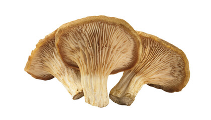 natural brown torch-shaped mushrooms close-up view showing detailed gills on isolated background healthy edible fungi concept for cooking and nature design
