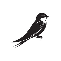 Obraz premium Common swift Bird Vector Silhouette - Common swift Design - Black and White Common swift Illustration.