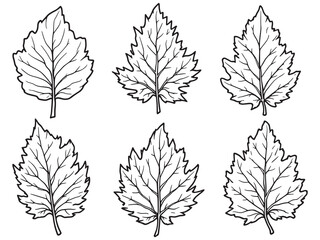 Cottonwood leaf line art elegant botanical minimalist black ink sketch