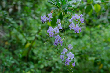 Purple BellFlowers Blooming Amid Lush Green Foliage