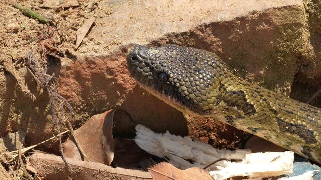 Madagascar ground boa gliding across rough brick wall, revealing iridescent scales, muscular body curving with sinuous movement in shadowy lighting
