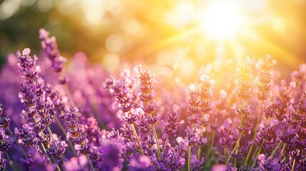 Naklejka premium Sunlight on Lavender Field at Sunrise