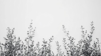 Fototapeta premium Elegant greenery silhouettes minimalist photography white background nature aesthetic perspective