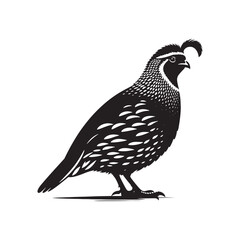 Common Quail Vector - Common Quail Silhouette - Minimalist Common Quail Illustration.