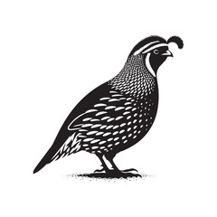 Fototapeta premium Common Quail Vector - Common Quail Silhouette - Minimalist Common Quail Illustration.