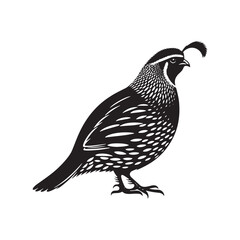 Common Quail Vector - Common Quail Silhouette - Minimalist Common Quail Illustration.