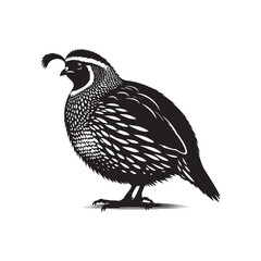 Common Quail Vector - Common Quail Silhouette - Minimalist Common Quail Illustration.