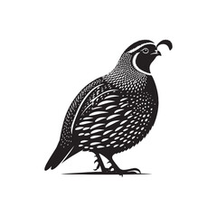 Common Quail Vector - Common Quail Silhouette - Minimalist Common Quail Illustration.