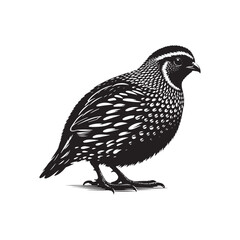 Common Quail Vector - Common Quail Silhouette - Minimalist Common Quail Illustration.