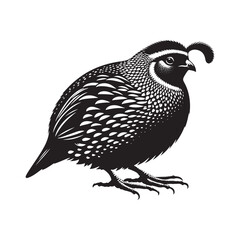 Common Quail Vector - Common Quail Silhouette - Minimalist Common Quail Illustration.