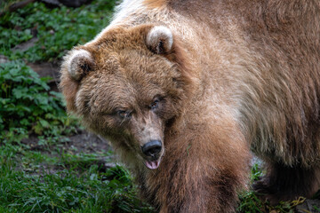 Fototapeta premium North American Brown Bear (Ursus arctos horribilis)