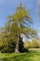 Arbre remarquable
