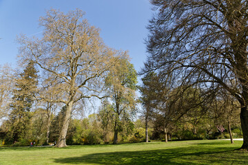 Arbres dans le parc