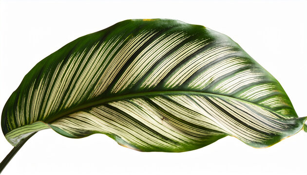 calathea ornata leaves isolated