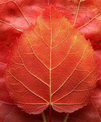 Obraz premium close-up of a sugar maple leaf turning bright red (autumn),