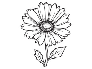 Daisy line art floral design with delicate petals and details