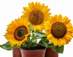 Obraz premium isolated three potted sunflowers in bloom