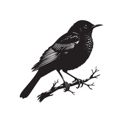 Minimalist Common blackbird Silhouette - Common blackbird Vector - Illustration of Common blackbird - Common blackbird Art.