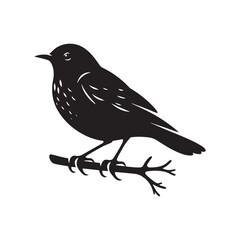 Minimalist Common blackbird Silhouette - Common blackbird Vector - Illustration of Common blackbird - Common blackbird Art.