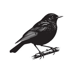 Minimalist Common blackbird Silhouette - Common blackbird Vector - Illustration of Common blackbird - Common blackbird Art.