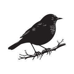 Minimalist Common blackbird Silhouette - Common blackbird Vector - Illustration of Common blackbird - Common blackbird Art.