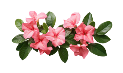 Pink mandevilla blooms and lush green foliage on clean white backdrop isolated on white or transparent background Cutout PNG
