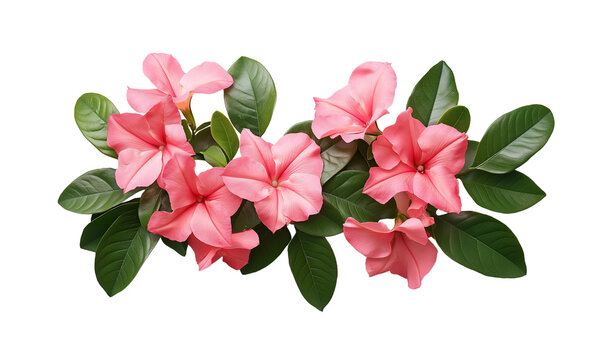 Pink mandevilla blooms and lush green foliage on clean white backdrop isolated on white or transparent background Cutout PNG