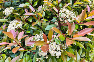 Photinia. Decorative flowering shrub with green and red leaves, with small white flowers, hedge. Floral natural background, backdrop, screen, desktop.