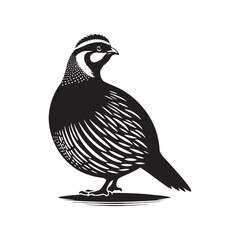 chukar Silhouette - Minimal Chukar bird vector - Chukar Bird Illustration - Chukar Bird art.