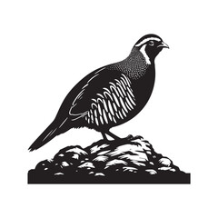 chukar Silhouette - Minimal Chukar bird vector - Chukar Bird Illustration - Chukar Bird art.