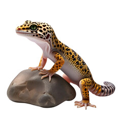 Fototapeta premium Leopard Gecko Standing on Rock – Curled Tail and Textured Skin Isolated on White Background