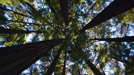 Drone Ascending Through Tall Sunlit Forest Canopy - Powered by Adobe