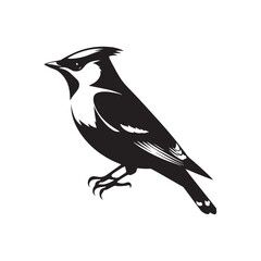 Cedar waxwing minimal Vector - Cedar waxwing Illustration - Silhouette of Cedar waxwing - Black and White Cedar waxwing art.