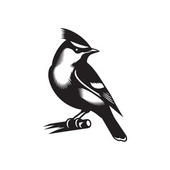 Cedar waxwing minimal Vector - Cedar waxwing Illustration - Silhouette of Cedar waxwing - Black and White Cedar waxwing art.