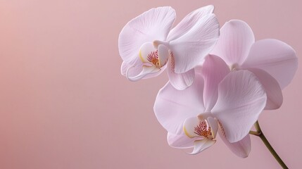 Fototapeta premium Elegant white orchids against a soft pink background highlight natural beauty and tranquility