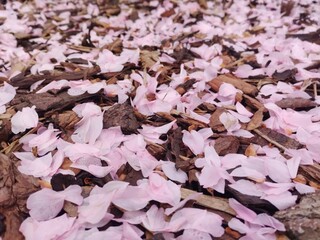 Fallen Sakura cherry bloom petals on the ground