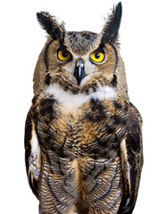 Naklejka premium great horned owl