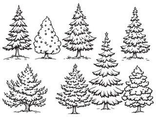 Obraz premium Fir line art nature sketch artistic minimalistic design concept