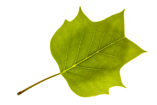 The upper side of the Liriodendron tulipifera leaf showcases a smooth, glossy surface,Its distinct lobed shape and vibrant green color make it easily recognizable in forests.