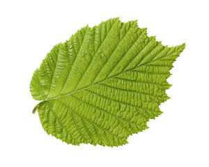 upper side of hazel leaf with pointed apex and doubly serrated margin, with very evident veins