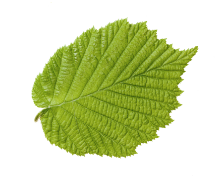 upper side of hazel leaf with pointed apex and doubly serrated margin, with very evident veins