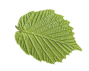 underside of hazel leaf with pointed apex and doubly serrated margin, with raised veins and evident hairiness
