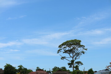 Isolated Tree Against a Clear Blue Sky and Urban Landscape