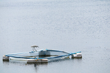 White Bird on Floating Structure in Calm Water Under Clear Sky